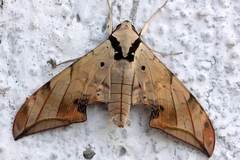 Ambulyx substrigilis