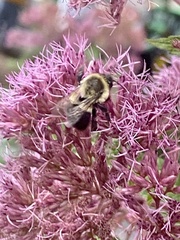 Bombus impatiens