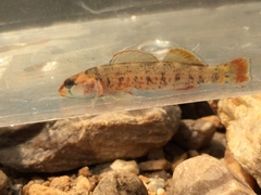 Etheostoma chuckwachatte