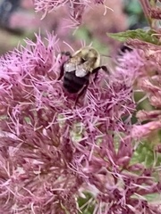 Bombus impatiens