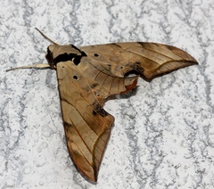 Ambulyx substrigilis