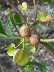 Asphondylia dodonaeae