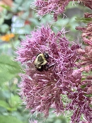 Bombus impatiens