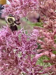 Bombus impatiens