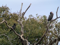 Phalacrocorax sulcirostris