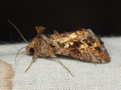 Argyrogramma verruca