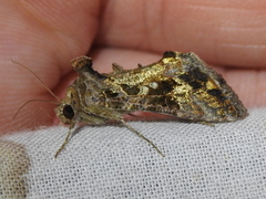 Argyrogramma verruca