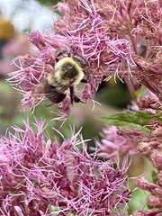Bombus impatiens