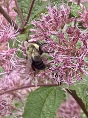 Bombus impatiens