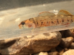 Etheostoma chuckwachatte