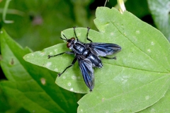 Hermya