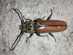 Diploschema mandibulare