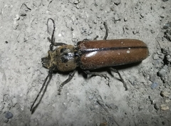 Diploschema mandibulare
