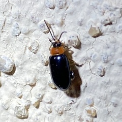 Disonycha xanthomelas