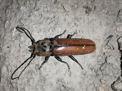 Diploschema mandibulare