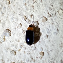 Disonycha xanthomelas