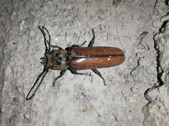 Diploschema mandibulare