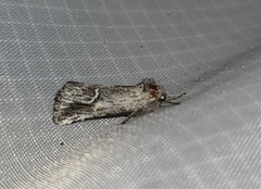 Ursia noctuiformis