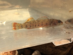 Etheostoma chuckwachatte