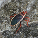 Probergrothius varicornis - Photo (c) martina, some rights reserved (CC BY-NC), uploaded by martina