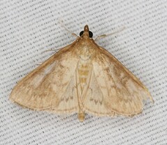 Framinghamia helvalis