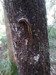 Australopacifica regina