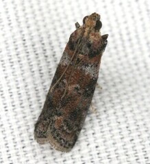 Sciota rubrisparsella