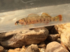 Etheostoma chuckwachatte