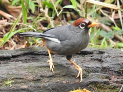 Pterorhinus mitratus