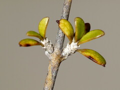 Coprosma obconica
