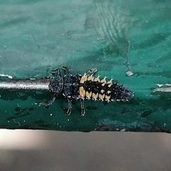 Harmonia axyridis