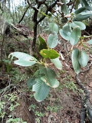 Cercocarpus macrophyllus