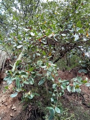 Cercocarpus macrophyllus