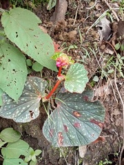 Begonia tapatia