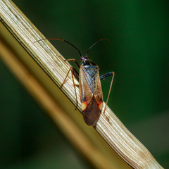 Adelphocoris seticornis