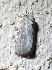 Condica temecula