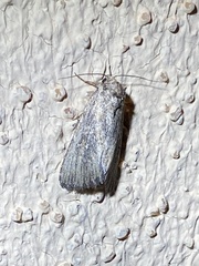 Condica temecula