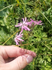 Silene flos-cuculi