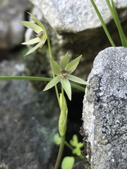 Miersia tenuiseta