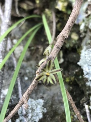 Miersia tenuiseta