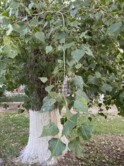 Populus