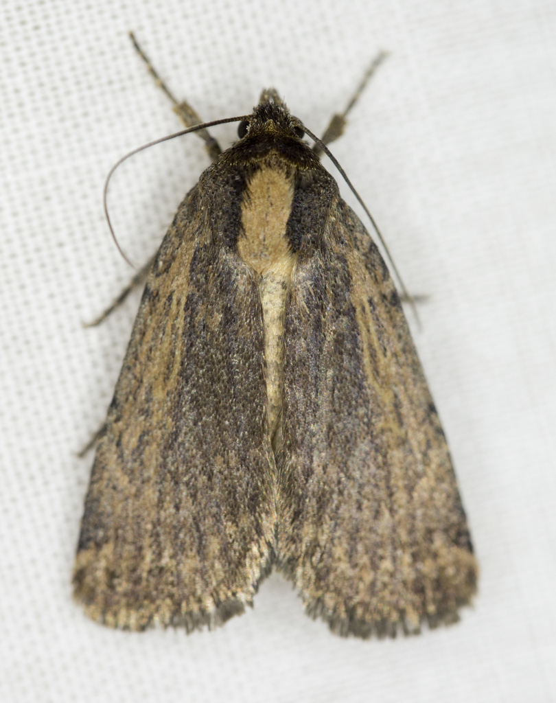 Abagrotis nanalis