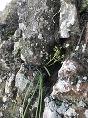Miersia tenuiseta