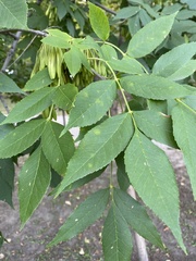 Fraxinus pennsylvanica