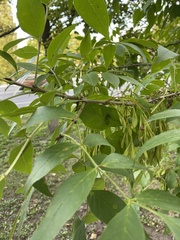 Fraxinus pennsylvanica