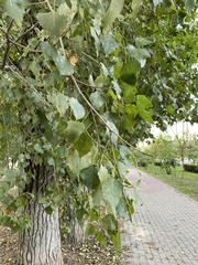 Populus nigra
