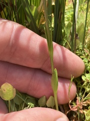 Gentianopsis simplex