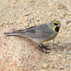 Melanodera xanthogramma