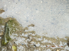 Trepobates pictus