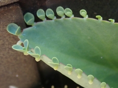 Kalanchoe laetivirens
